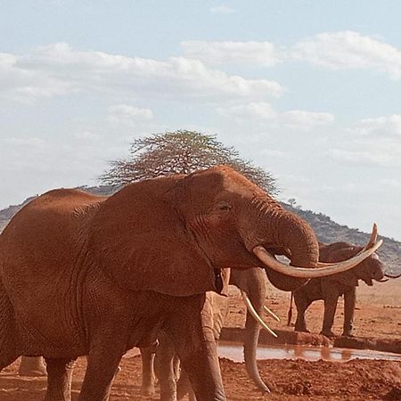 Tausa Tsavo Eco Lodge Voi Экстерьер фото
