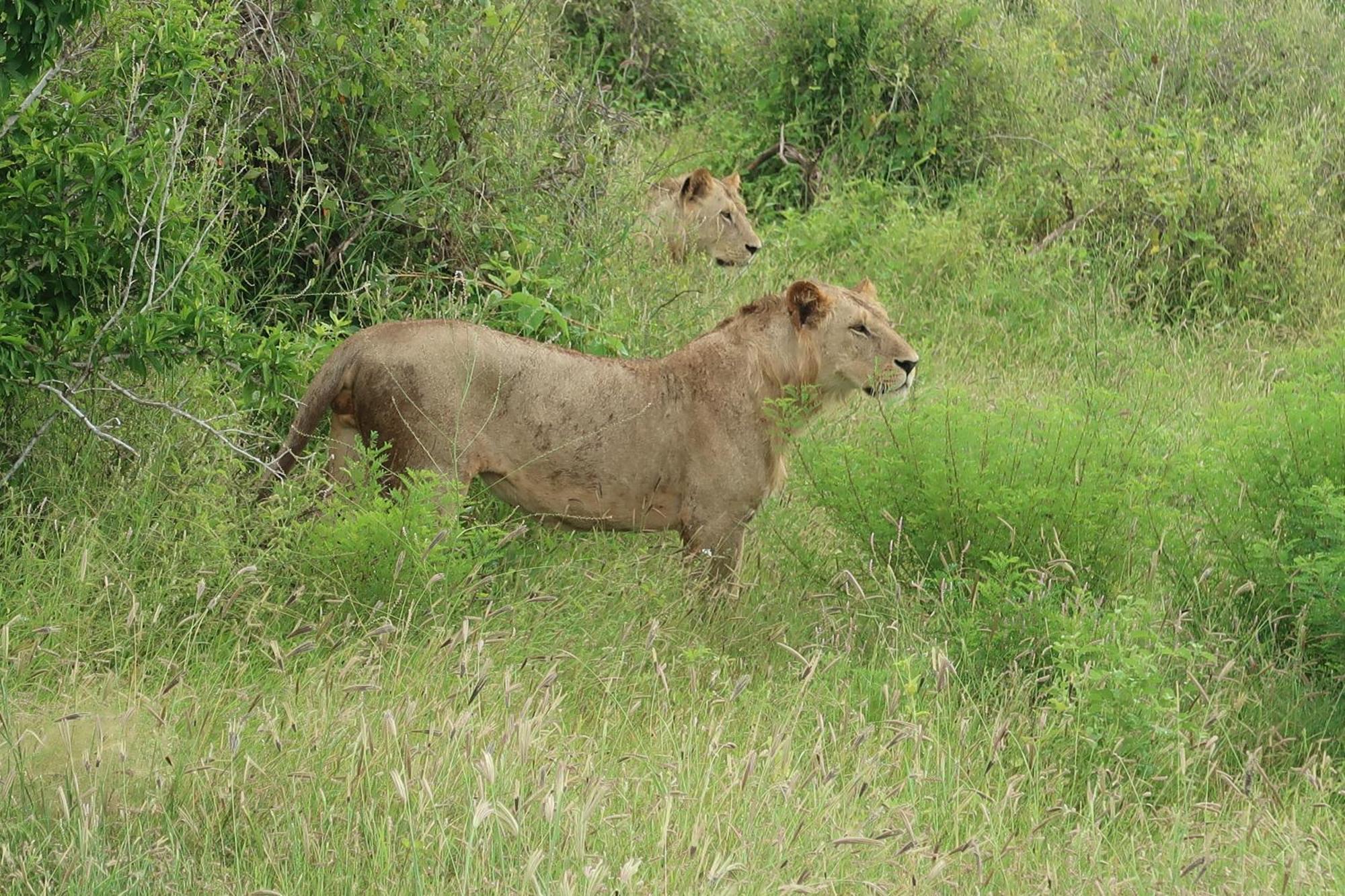Tausa Tsavo Eco Lodge Voi Экстерьер фото