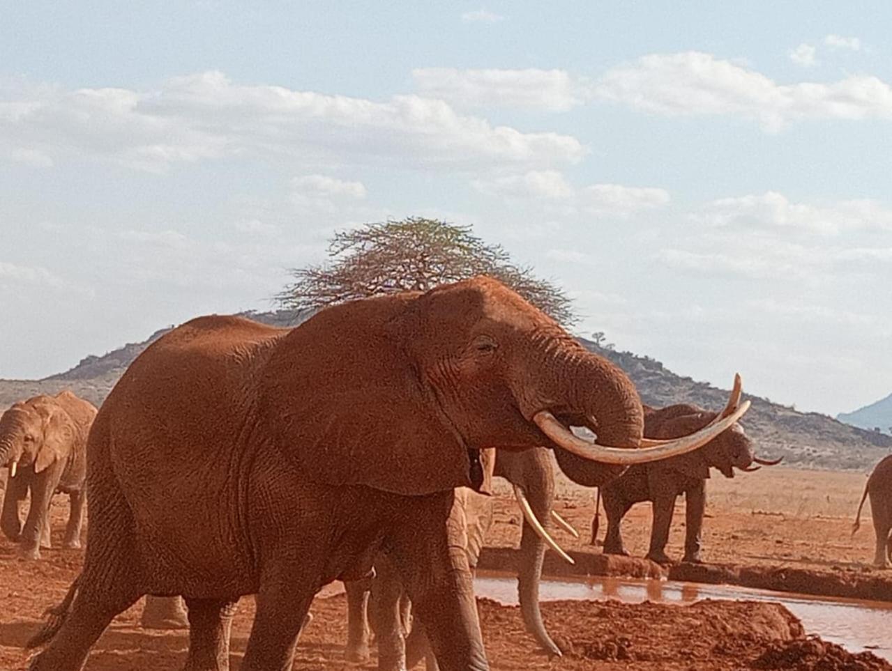 Tausa Tsavo Eco Lodge Voi Экстерьер фото