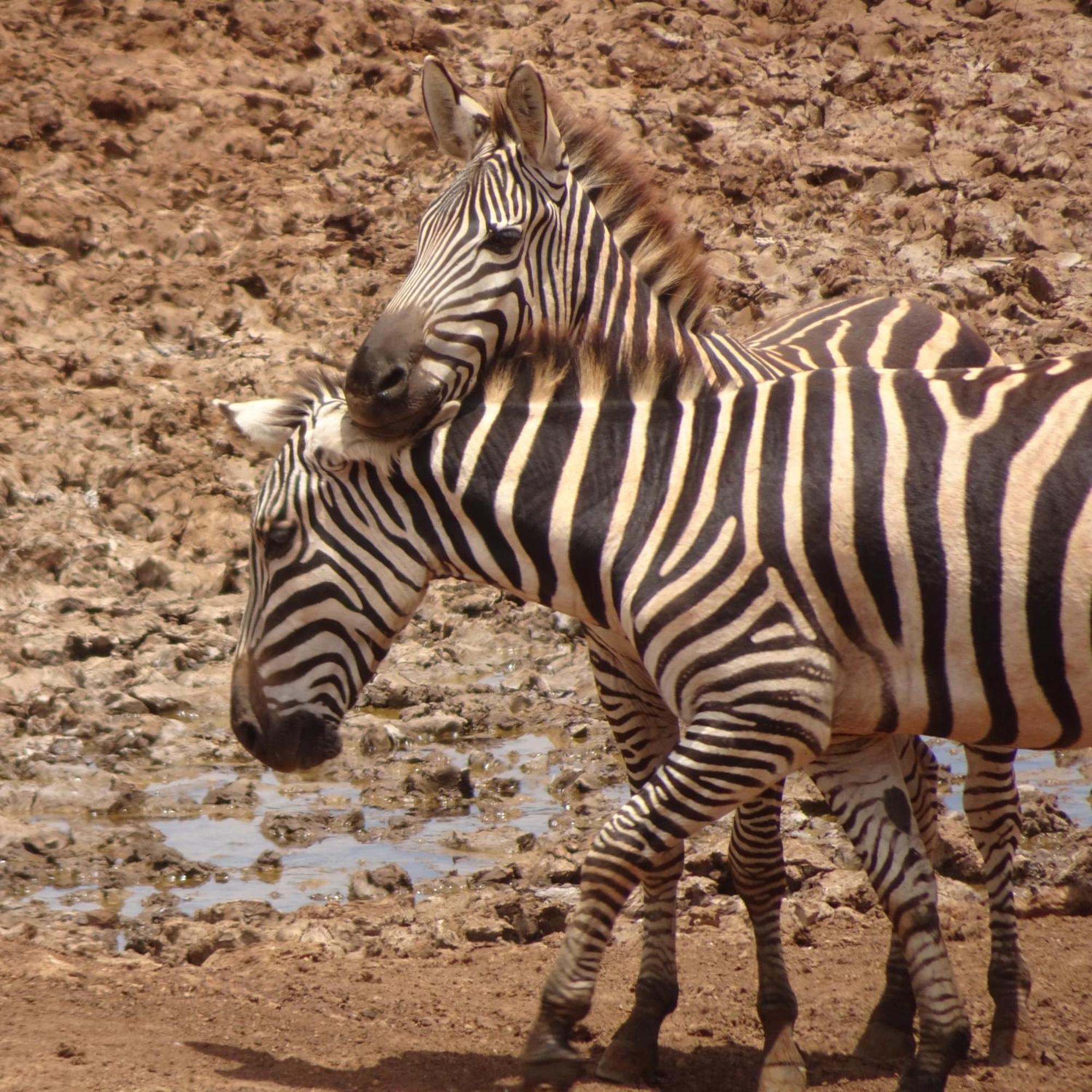 Tausa Tsavo Eco Lodge Voi Экстерьер фото