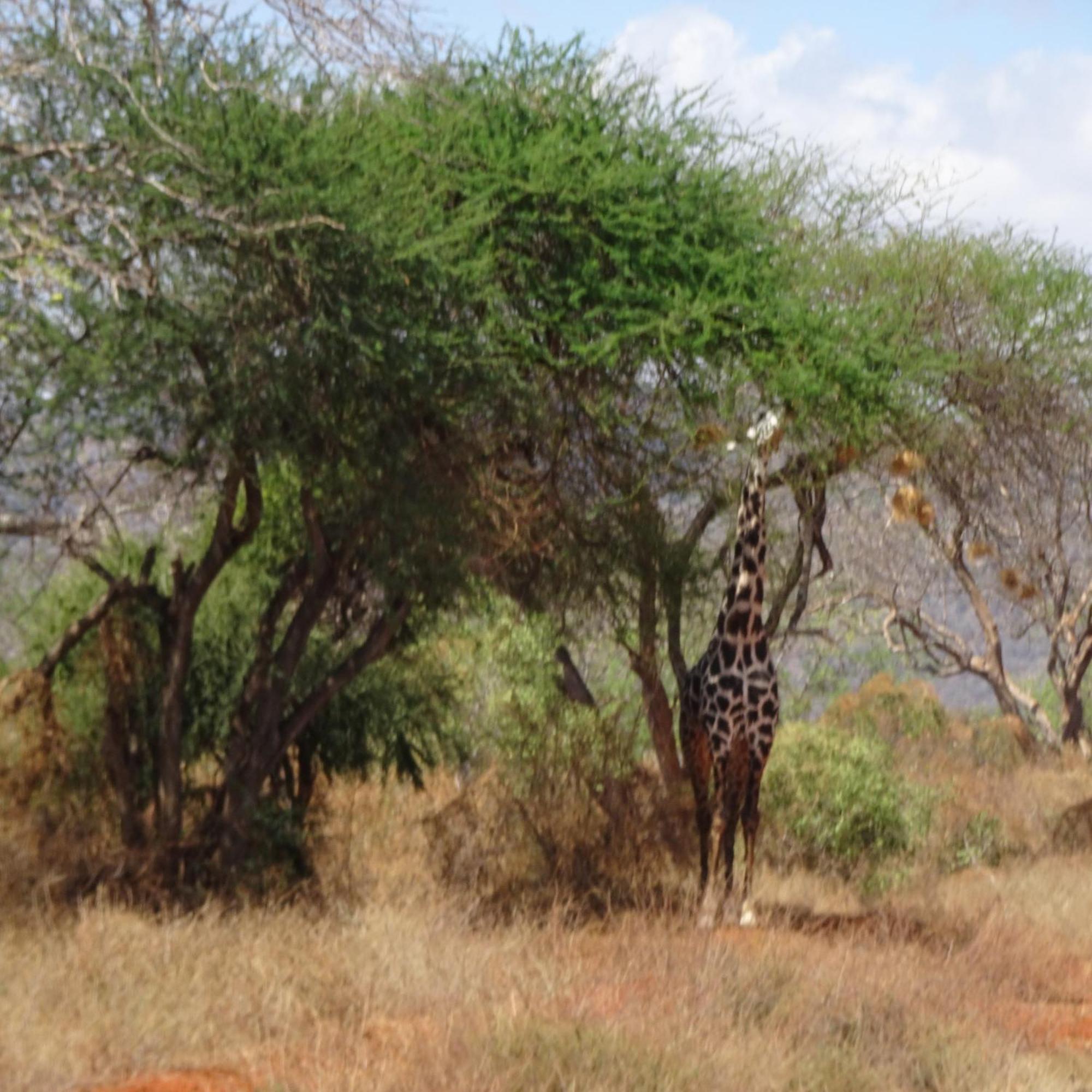 Tausa Tsavo Eco Lodge Voi Экстерьер фото
