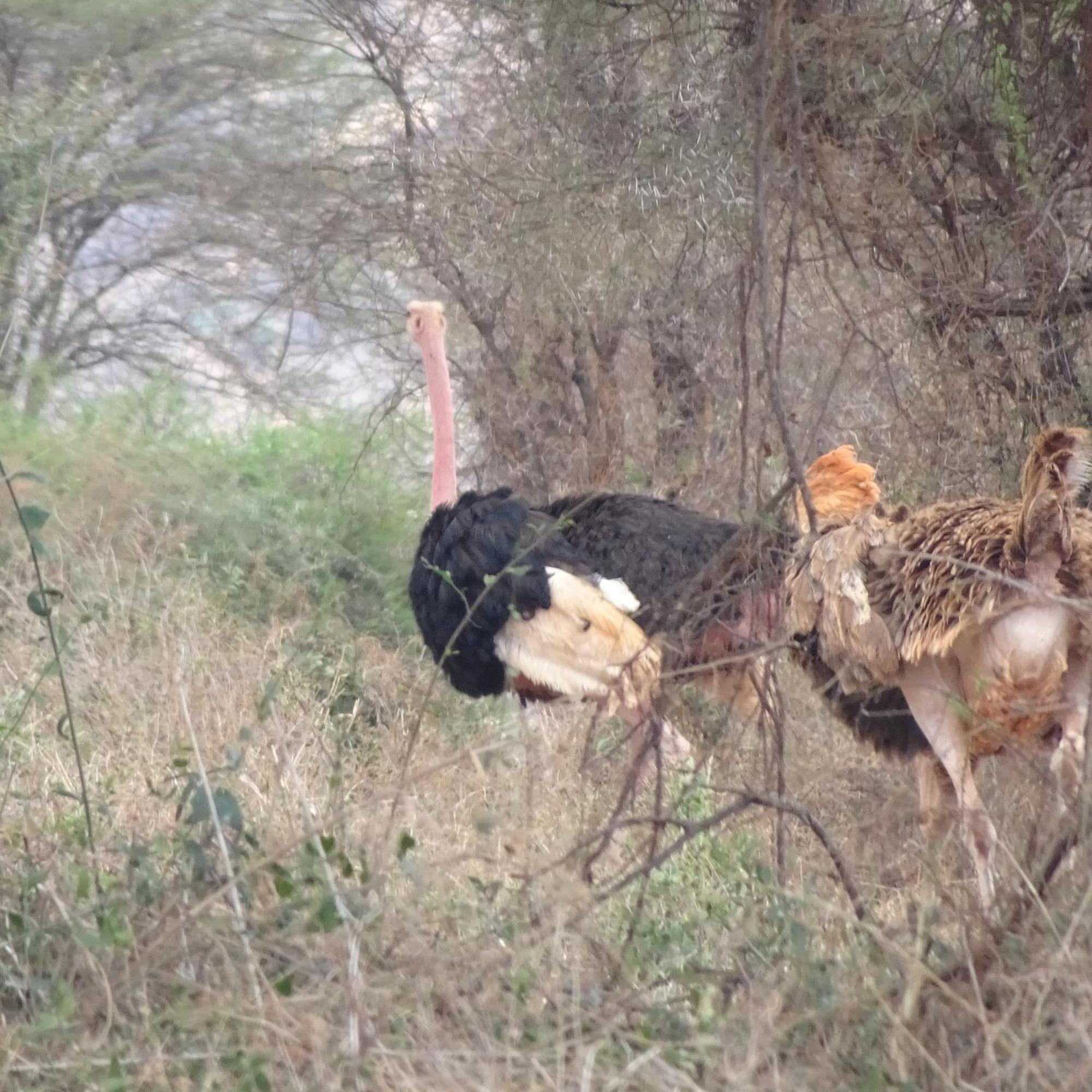 Tausa Tsavo Eco Lodge Voi Экстерьер фото